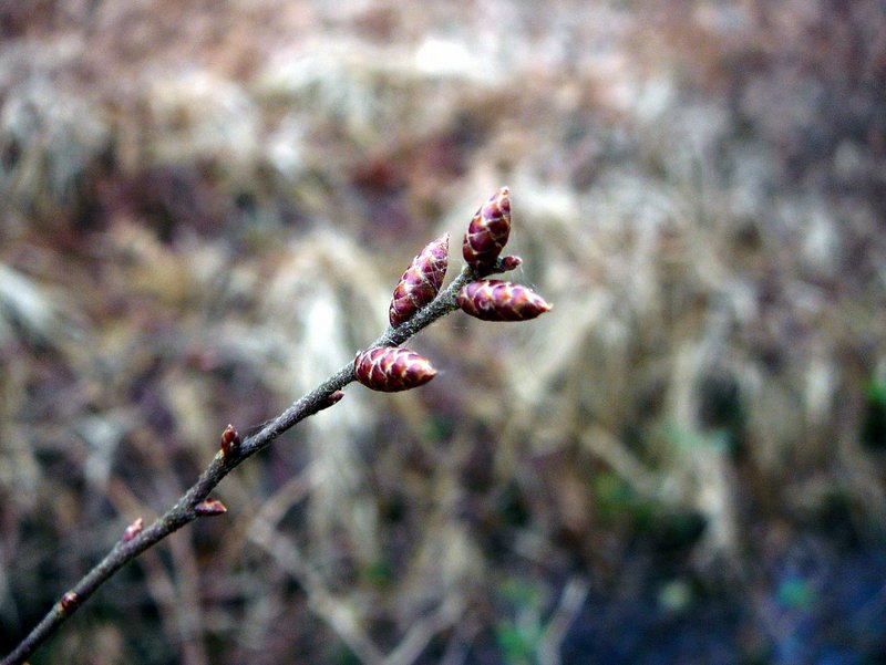 Myrica gale Piment royal